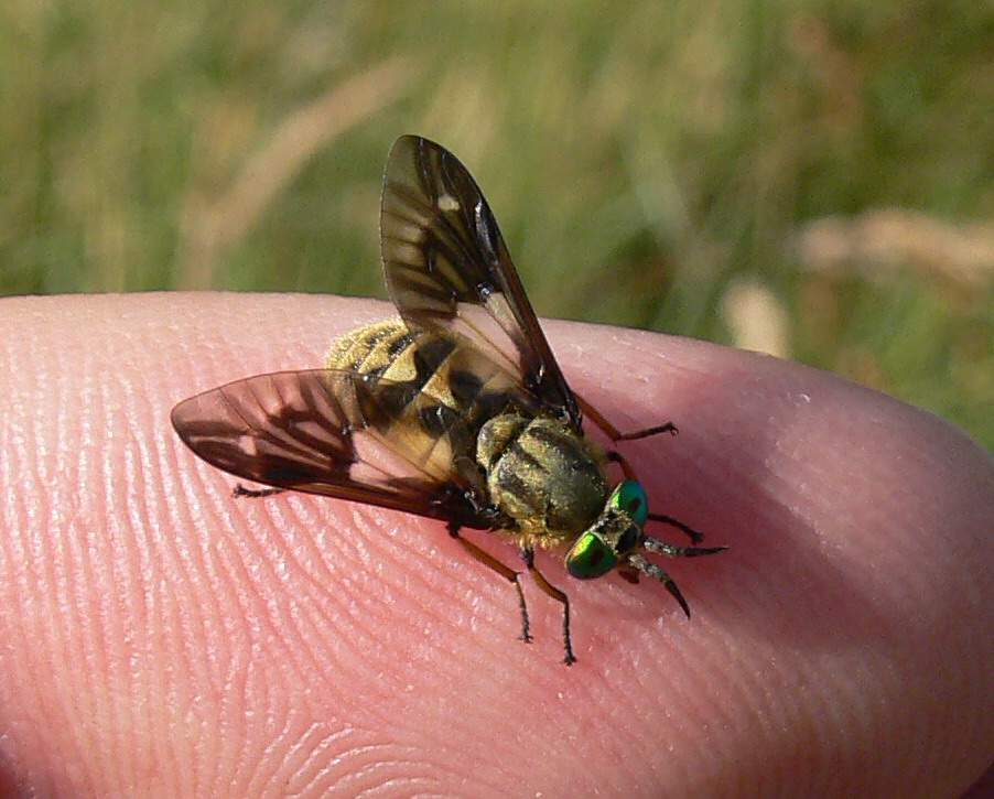 Remes Aparatura Pomiarowa